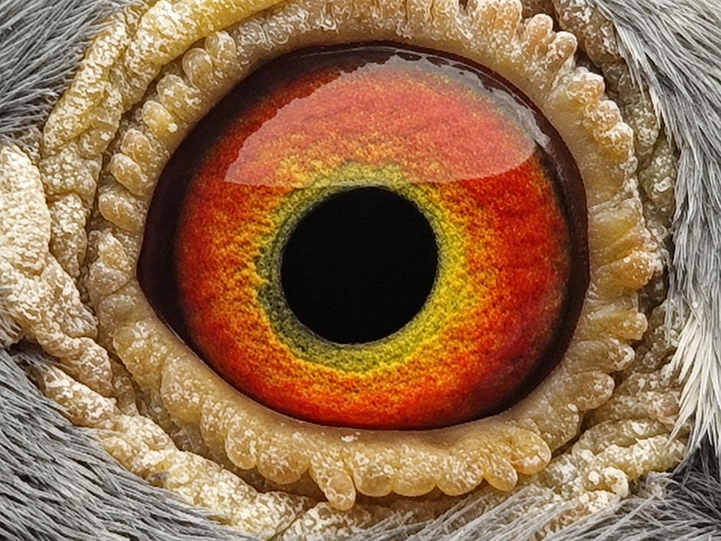 Pigeon eye